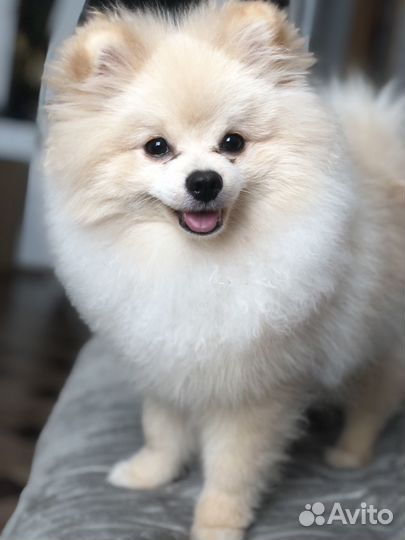 Вязка немецкий шпиц мальчик