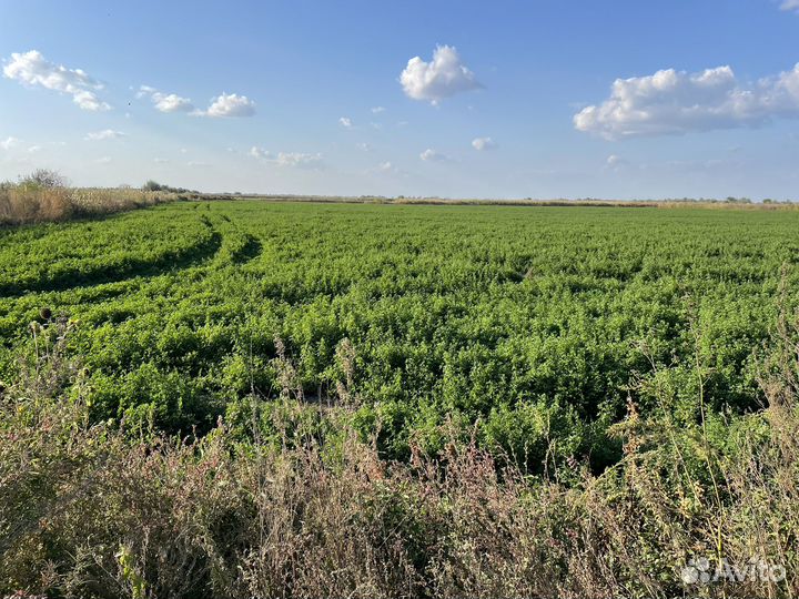 Сено люцерны в рулонах