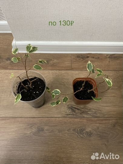 Фикусы и другие