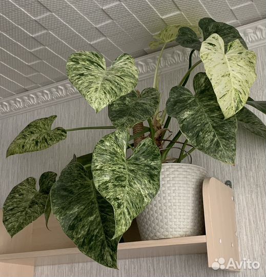 Филодендрон Гигантум вариегатный