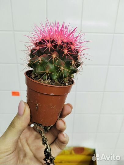 Кактус крашенный