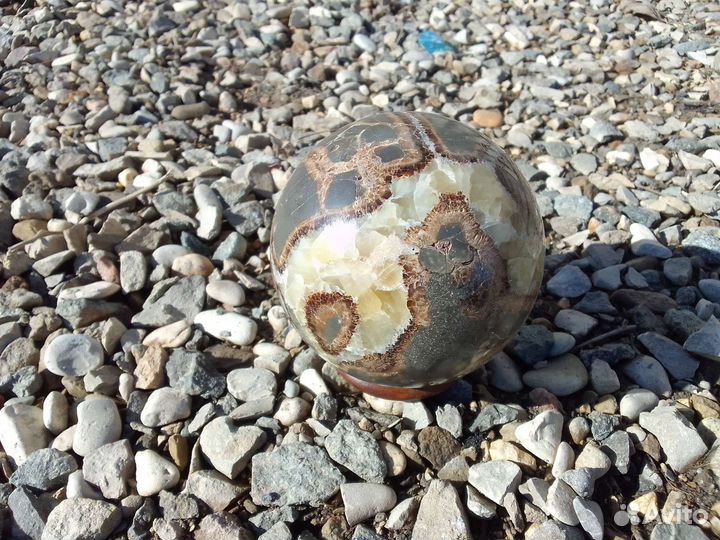 Яйцо дракона. Септария