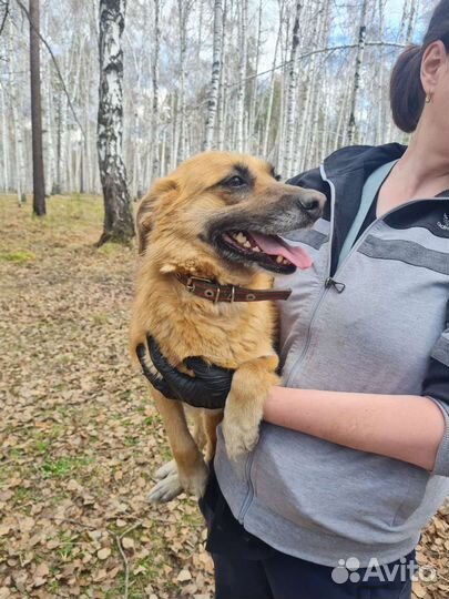 Собака Наташка