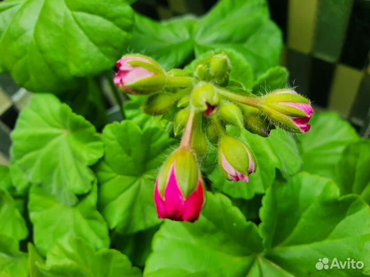 Пеларгония герань карликовая Капля Черники