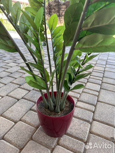 Замиокулькас в горшке искусственный