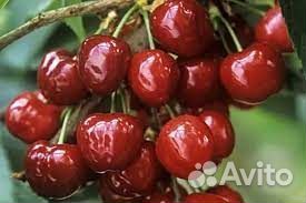 Черевишня дюк