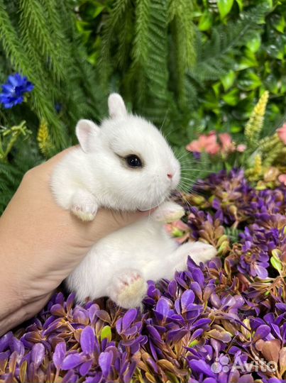 Мини кролики