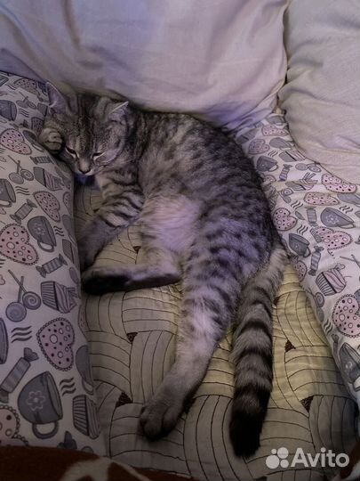 Котики в добрые ручки