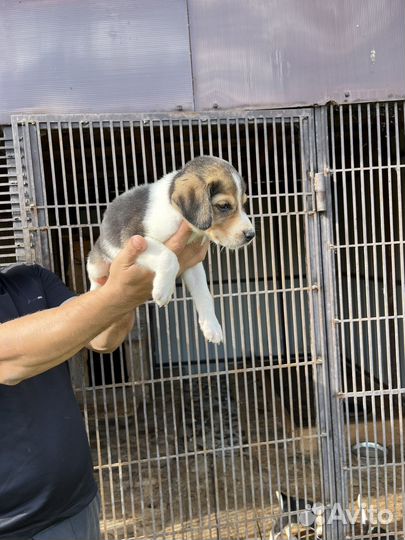 Русская пегая гончая