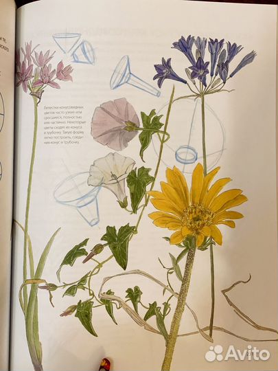 Дневник художника-натуралиста Джон Лоуз