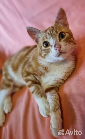 Ласковый мраморный рыжик ищет дом