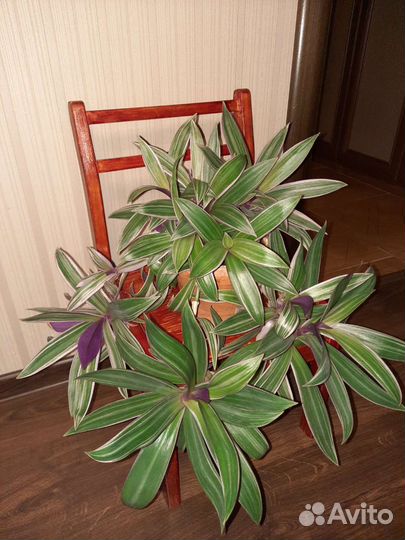 Рэо пестрое. Необычные розово-зеленые листья