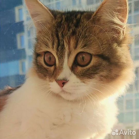 Потерялась кошка