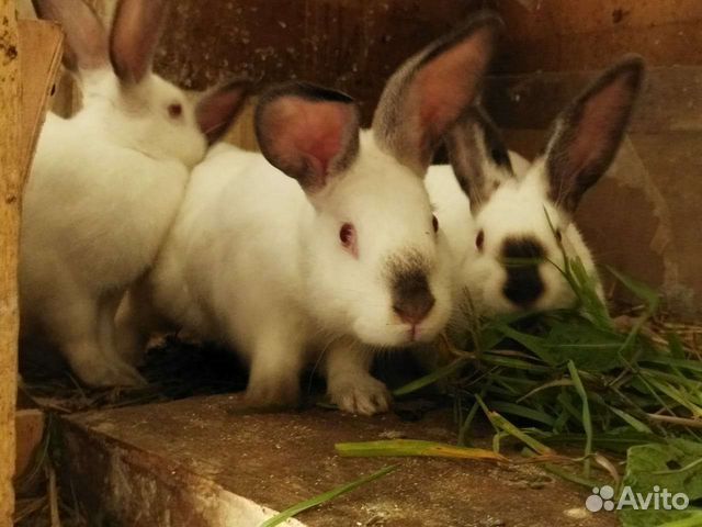 Кролики,225 месяц жизни яйцо домашнее 150 объявление продам
