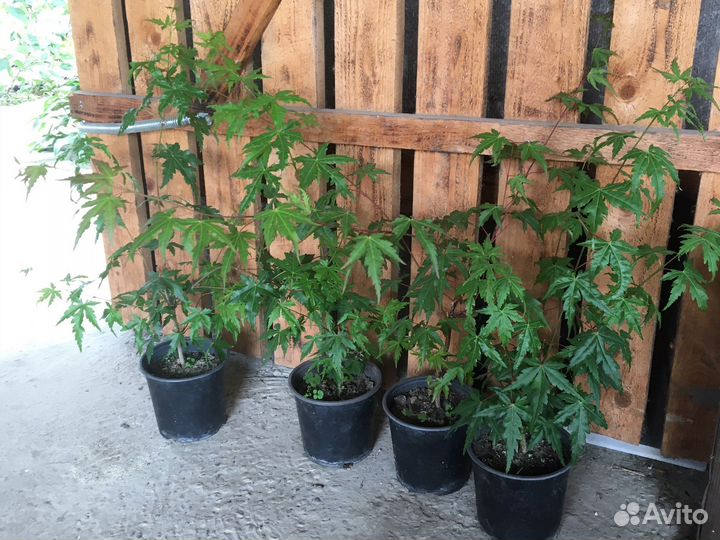 Клен японский веерный