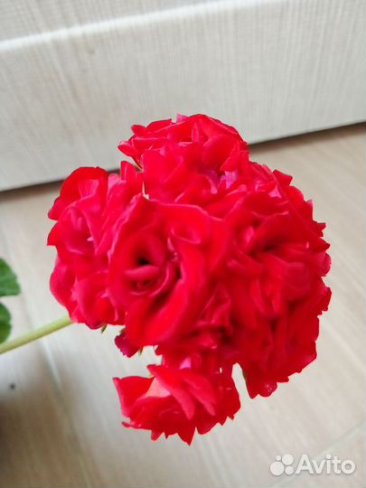 Пеларгония герань