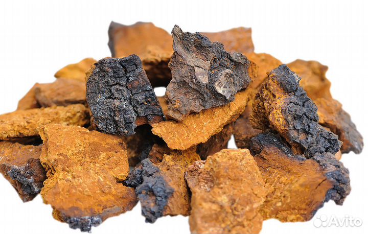 Березовая чага