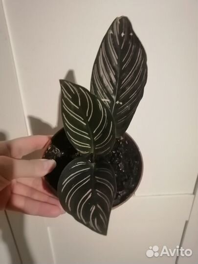 Калатея Сандериана украшенная