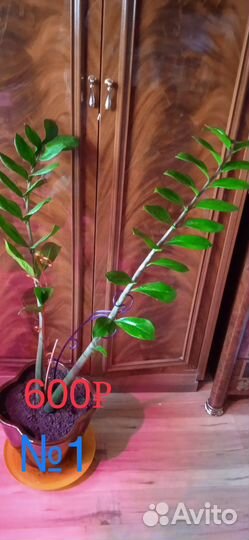 Замиокулькас (долларовое дерево)