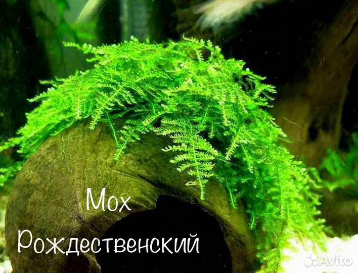 Растения аквариумные
