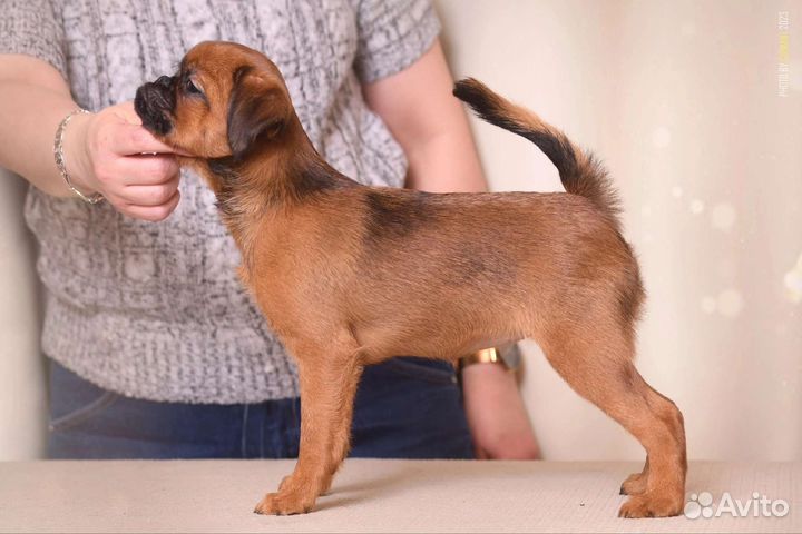 Пти брабансон