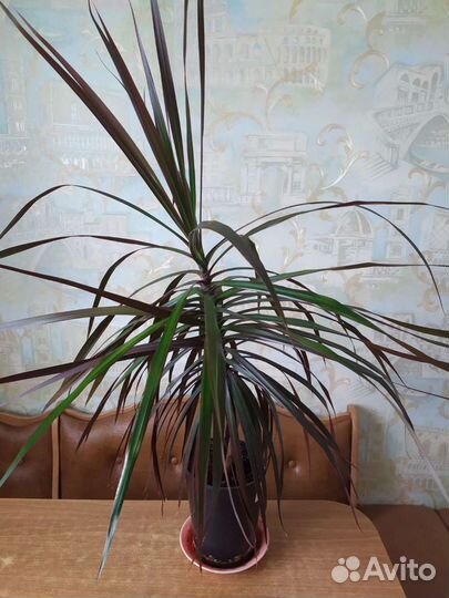Драцена пальма