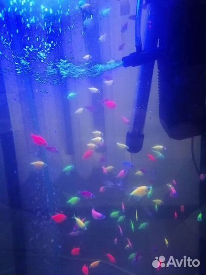 Аквариумные рыбки Тернеция