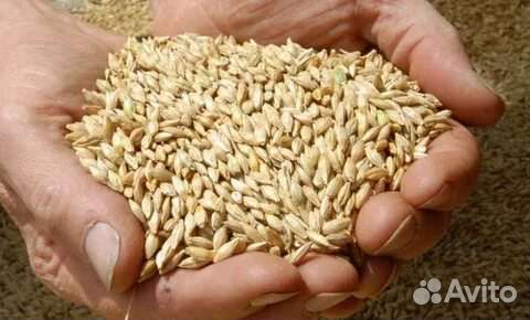 Зерно ячмень