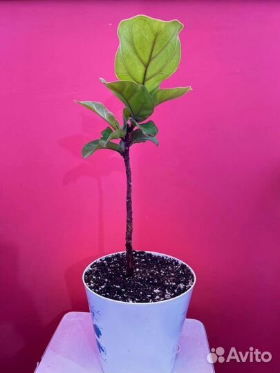 Фикус лирата на штамбе