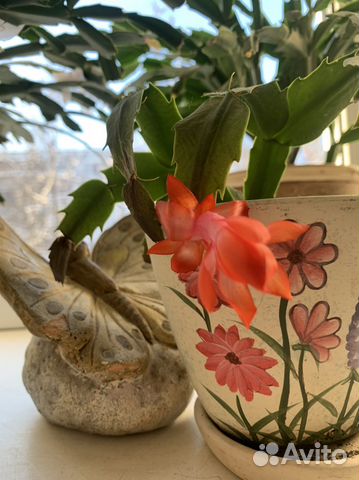 Декабрист шлюмбергера сортовые