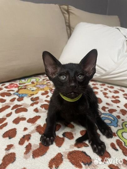 Лучший подарок на нг (ориентальные котята )