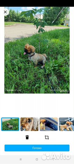 Вязка пекинес