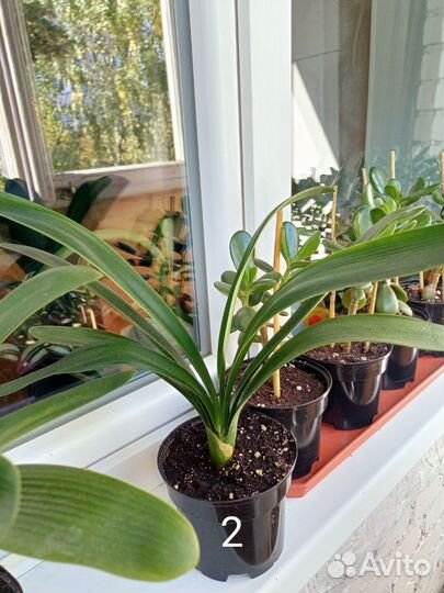 Комнатные цветы кливия