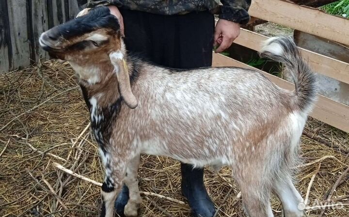 Козёл на покрытие/вязку