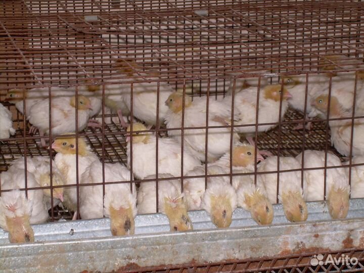 Перепела, крупные Техасцы белые, Фараны, Манджурцы