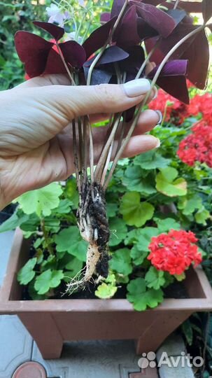 Кислица оксалис фиолетовая крупные кустики