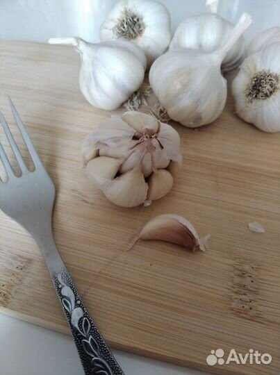 Чеснок яровой