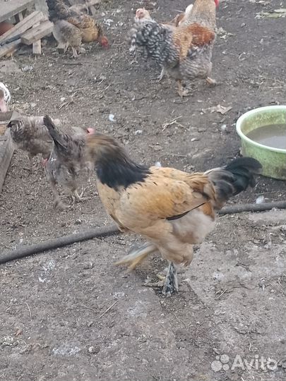 Молодые петушки