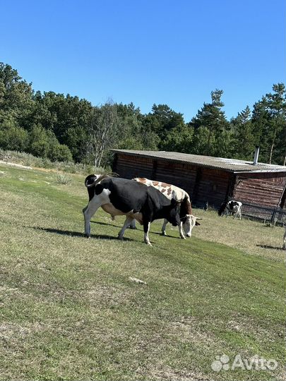 Продажа Коров