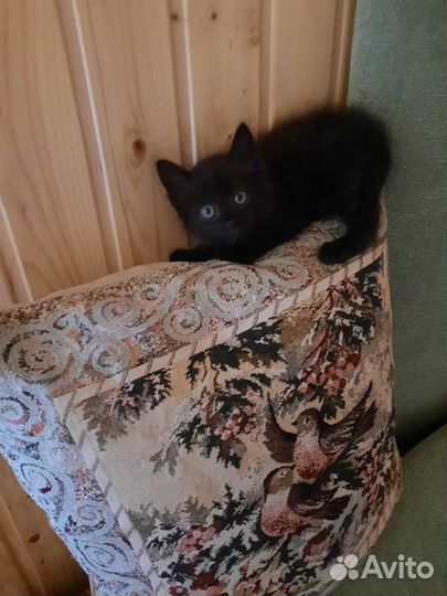 Спасенный котенок в добрые руки