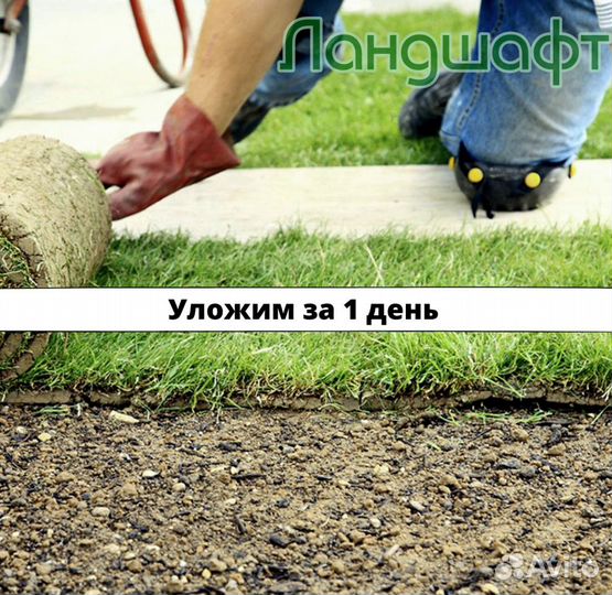 Высший сорт рулонного газона в рулонах мо