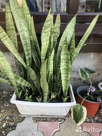 Сансевиерия