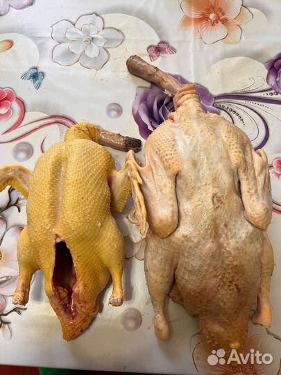 Домашние куры,петухи, индоутки,гуси и индюки