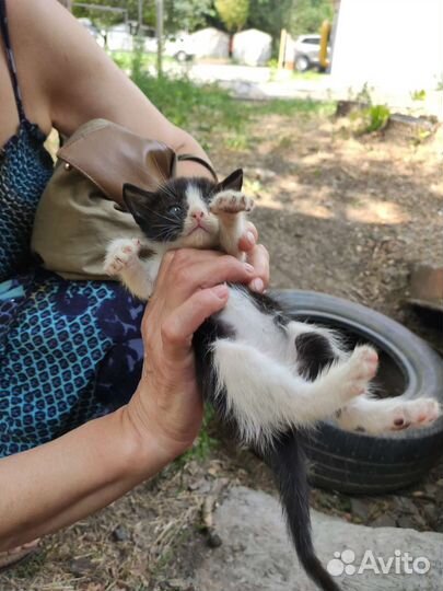 Котята и кошка ищут дом