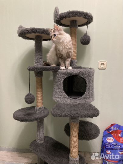 Передержка котов кошек собак зоогостиница зооняня