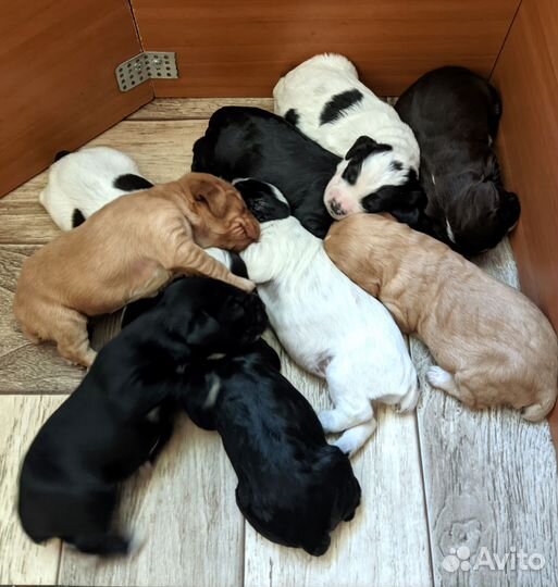 Щенки русского спаниеля