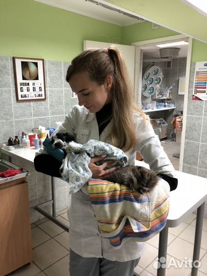 Ветеринарный врач на дом