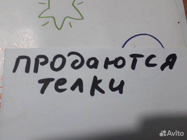 Телка геррефорд