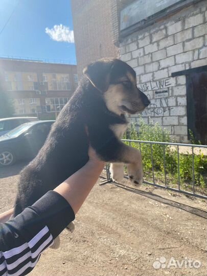 Щенок в добрые руки