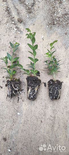 Туя смарагд, самшит, можжевельник